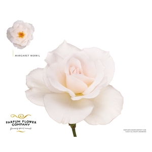Rosa la garden margaret merril (scented)