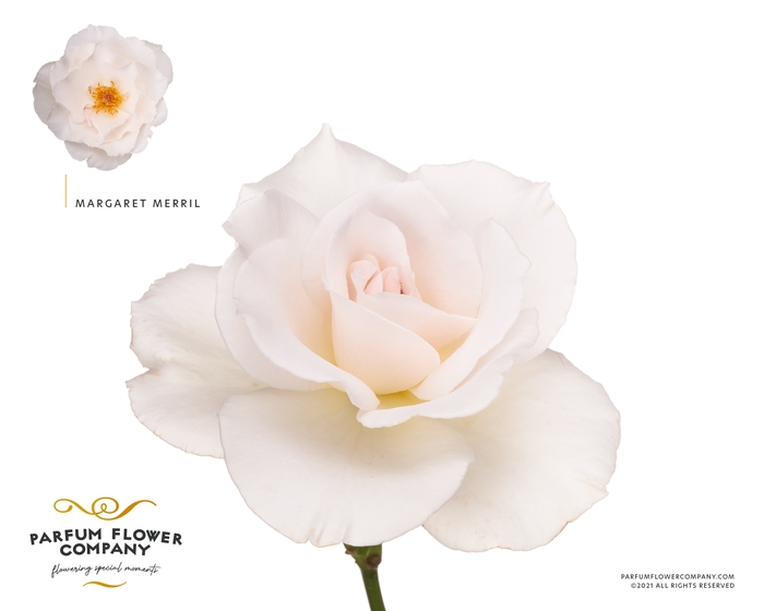 <h4>Rosa la garden margaret merril (scented)</h4>