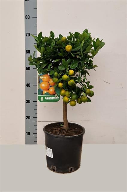 Citrus micro. op Stam 22Ø 70cm