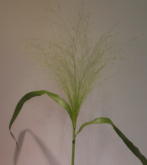 Greens - Fountaingrass Panicum