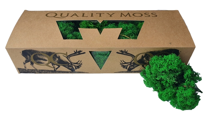 Reindeer moss 500gr in box Green