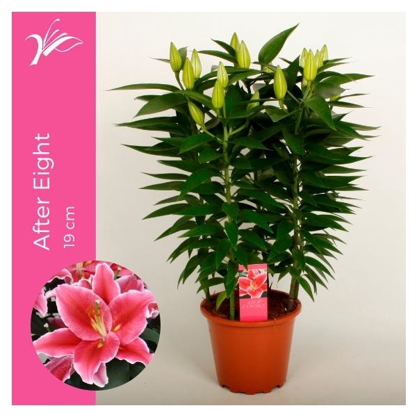 <h4>Lilium After Eight 19 cm (or. lelie)</h4>