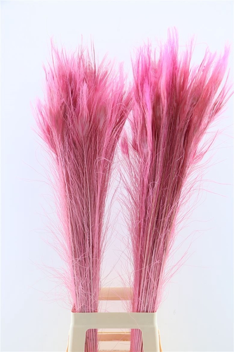 <h4>Feather Peacock Pink P Stem</h4>