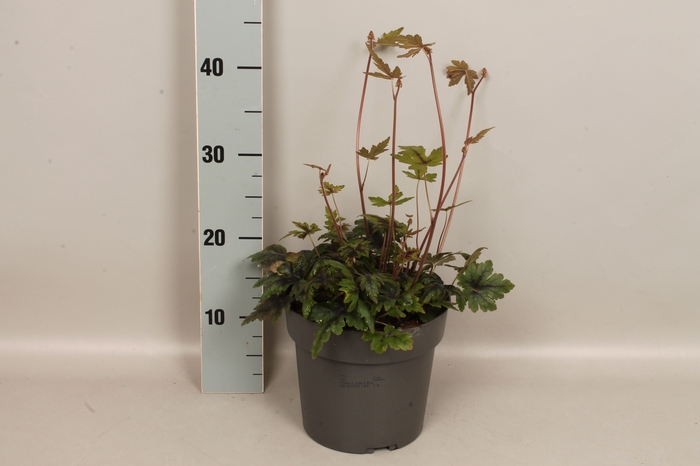 vaste planten 19 cm  Tiarella Sugar & Spice