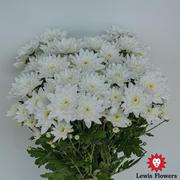 Chrysanthemum spray Pina Colada
