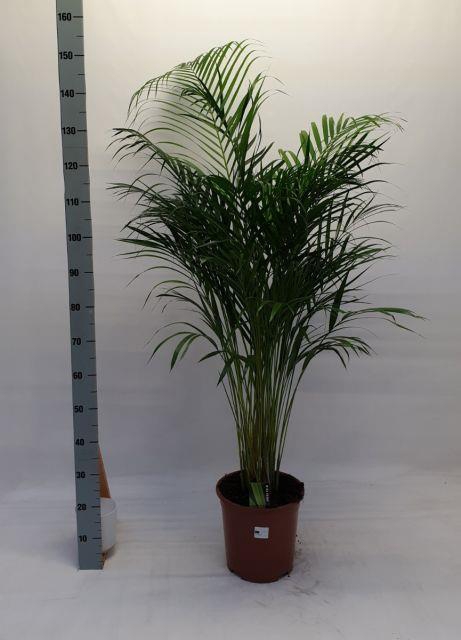 DYPSIS LUTESCENS a2