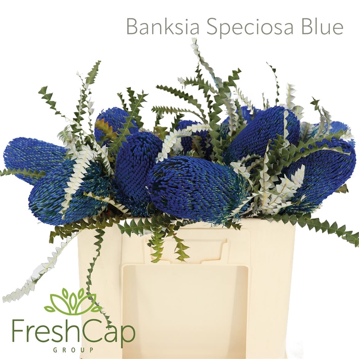 <h4>Banksia Speciosa Blue</h4>