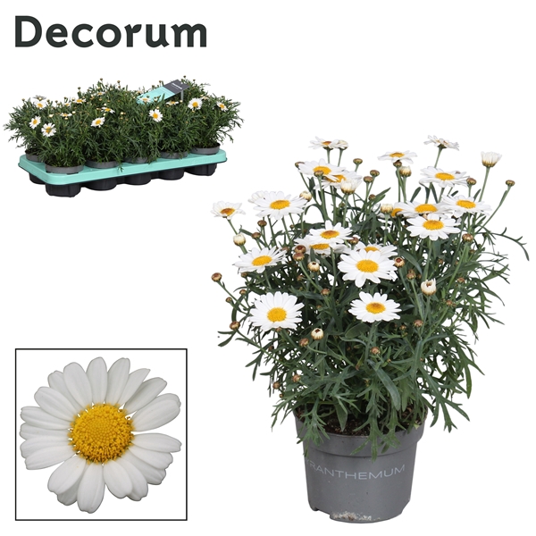 <h4>Argyranthemum - 10,5 cm - white - Decorum</h4>