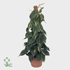 Philodendron Scandens 'brasil' P12