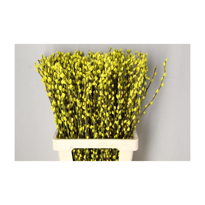 <h4>Salix Snowflake 70cm Yellow</h4>