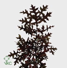 Quercus Ilex (steeneik)