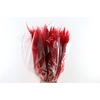 Dried Cortaderia Dadang Red 100cm P Stem