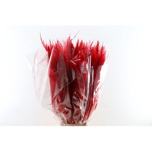 Dried Cortaderia Dadang Red 100cm P Stem