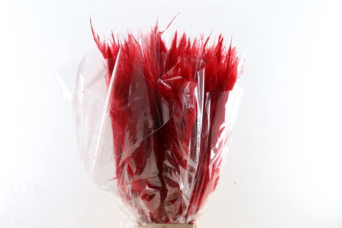 <h4>Dried Cortaderia Dadang Red 100cm P Stem</h4>