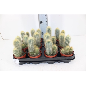 Cactus Pilosocereus P8,5