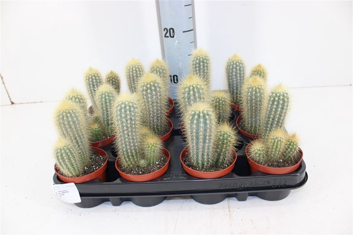 Cactus Pilosocereus P8,5