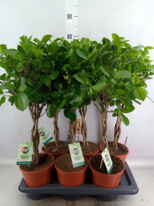 <h4>Ficus microcarpa 'Moclame'</h4>