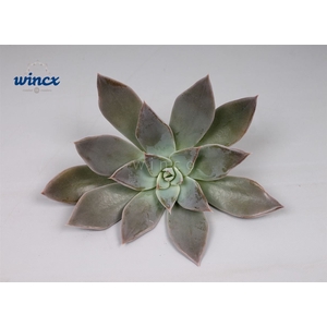 Echeveria Silver Queen Cutflower Wincx-12cm