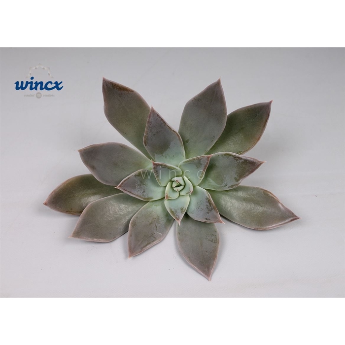 <h4>Echeveria Silver Queen Cutflower Wincx-12cm</h4>