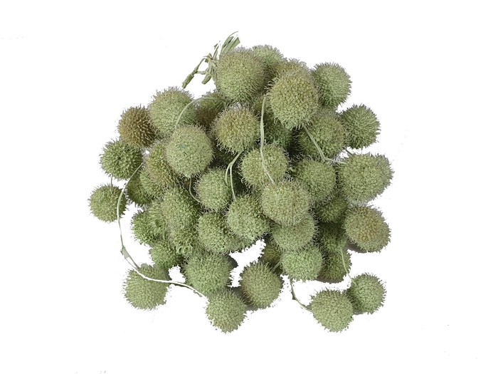 <h4>Small ball per bunch in poly mint green</h4>