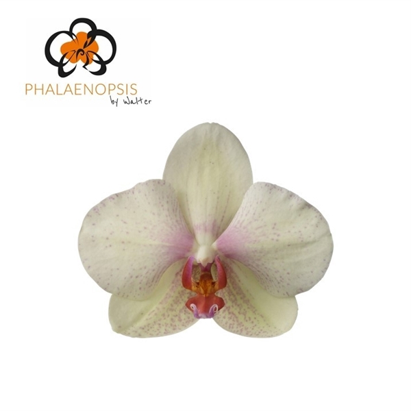<h4>Phalaenopsis omega (per flower)</h4>