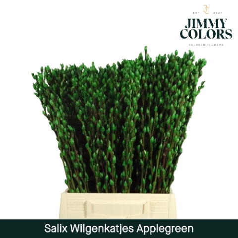 <h4>Salix paint pussy willow applegreen</h4>