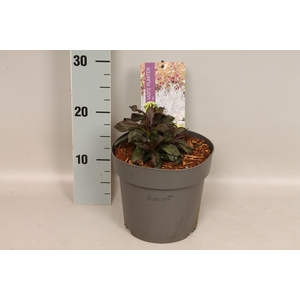 vaste planten 19 cm  Phlox Bambini Primadonna