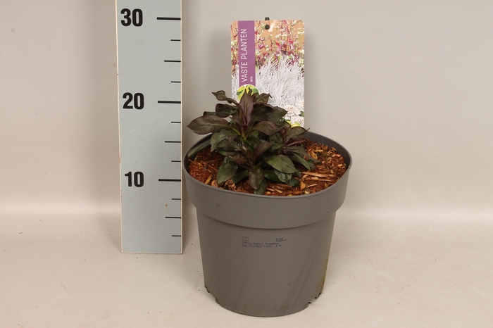 <h4>vaste planten 19 cm  Phlox Bambini Primadonna</h4>