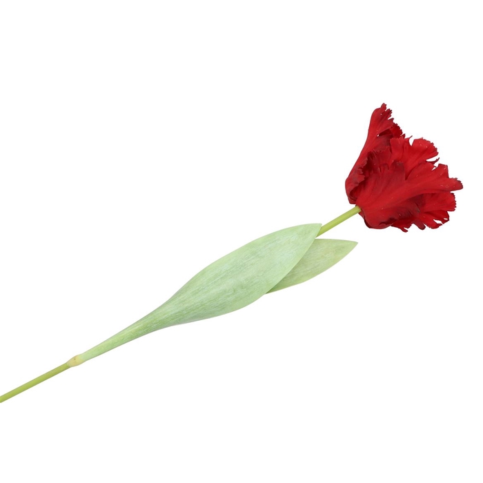 <h4>Silk Tulip Red 64cm</h4>