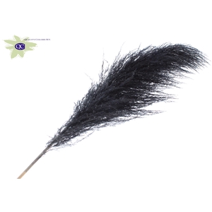 Pampas grass ± 175cm p/pc in poly black