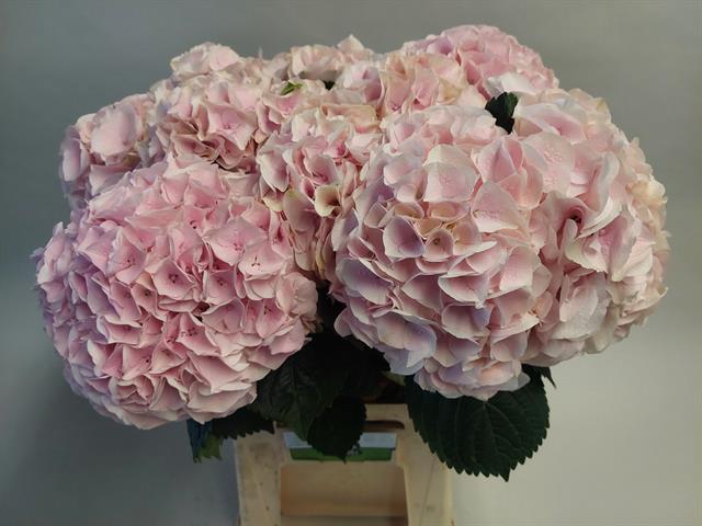 <h4>Hydrangea my beautiful pink touch</h4>