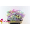 Gyps Pa Excellence Tinted Rainbow per Bunch 80cm EC