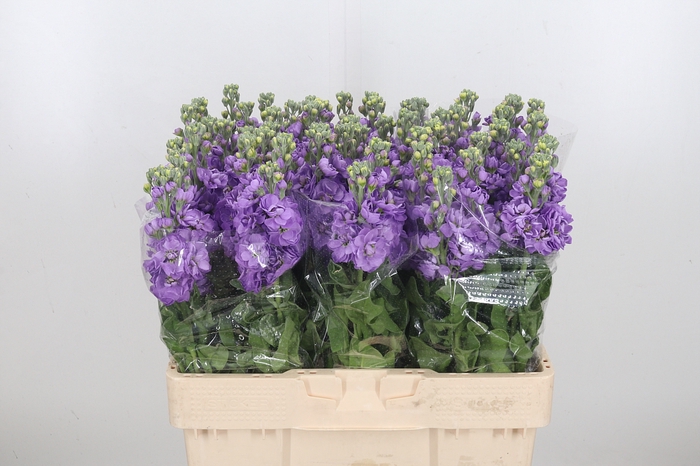 <h4>Matthiola Figaro Lavendel</h4>