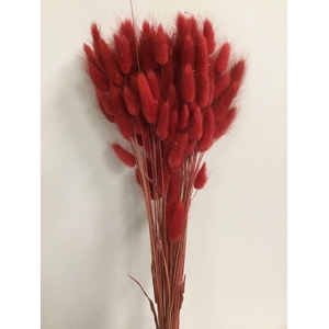 DRIED FLOWERS - LAGURUS RED 50GR