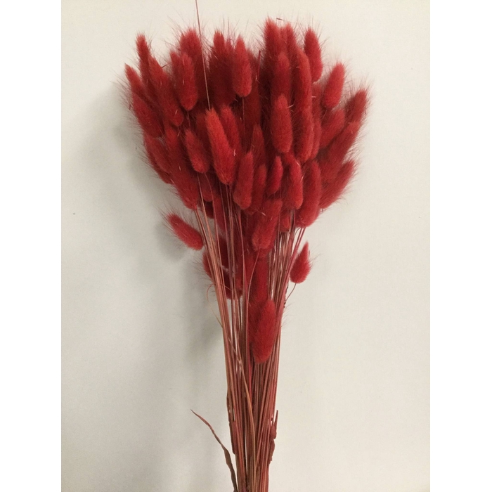 <h4>DRIED FLOWERS - LAGURUS RED 50GR</h4>