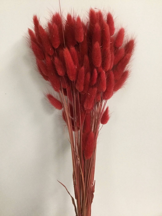 DRIED FLOWERS - LAGURUS RED 50GR