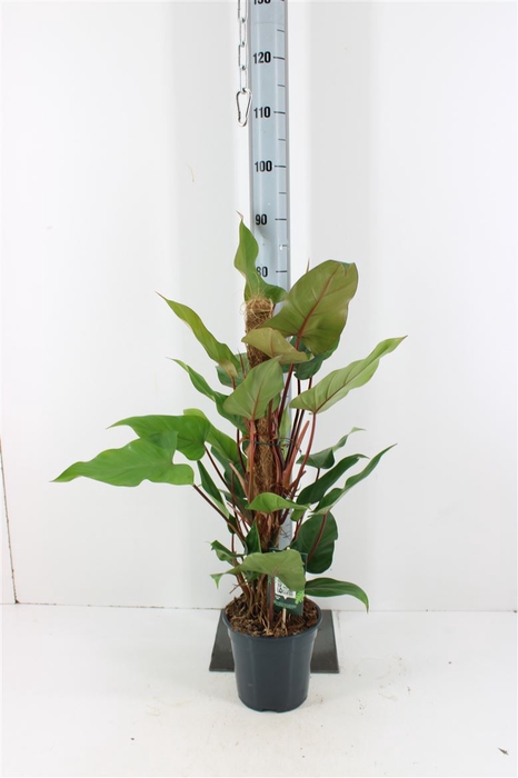 <h4>Philodendron Red Emerald P19</h4>