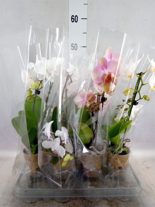 <h4>Phalaenopsis  'Elegant Cascade'</h4>