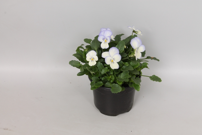 Viola cornuta sixpack F1 Blue Picotee