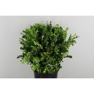 Buxus Bs 300g