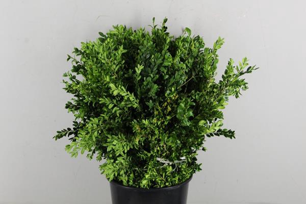 <h4>Buxus Bs 300g</h4>