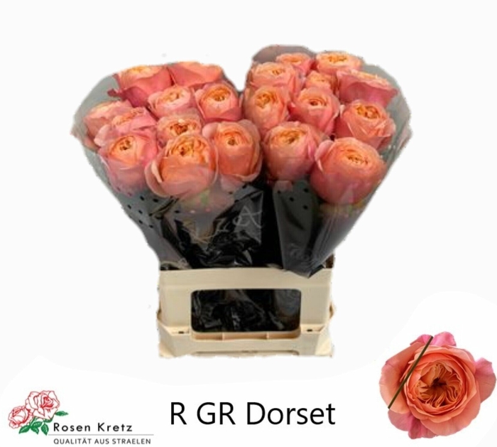 <h4>Rosa gr Dorset!</h4>