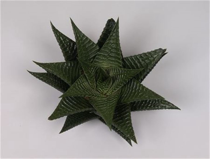 Haworthia Limifolia Cutflower Wincx-8cm