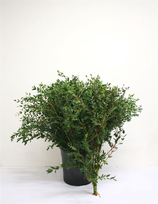<h4>Euca Parvifolia 400 Gram</h4>