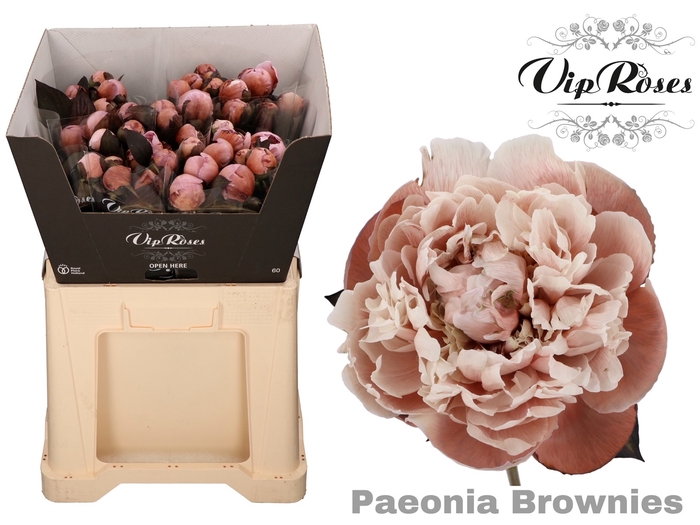 PAEONIA BROWNIES L 50