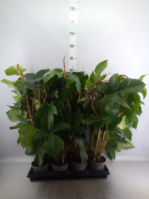 <h4>Philodendron squamiferum</h4>