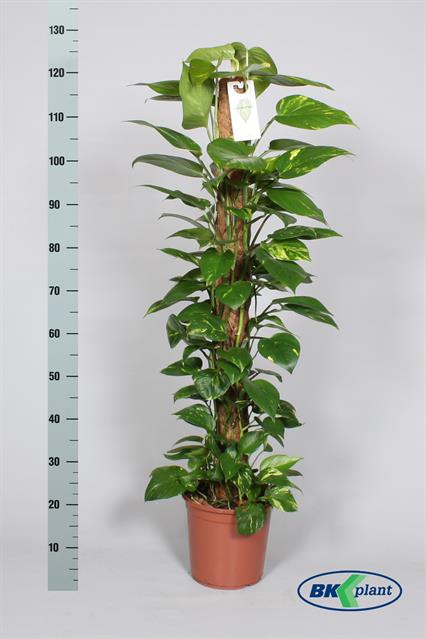 Epipremnum pinnatum Aureum mosstok 24Ø 140cm