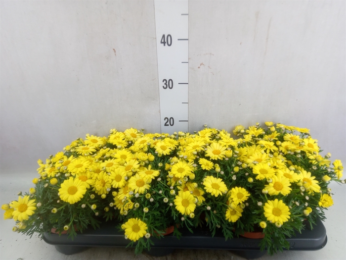 <h4>Argyranthemum  'La Rita Yellow'</h4>