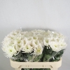 Chrysanthemum monoflor anastasia blanca