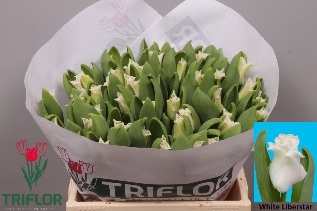 <h4>Tulipa li white liberstar</h4>